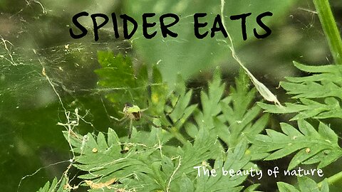 Spider eats a small insect in its web / beautiful insect in nature.