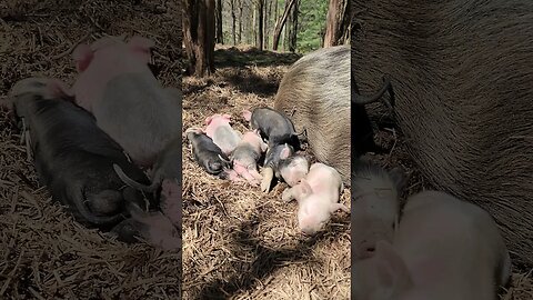 Little Pigs Taking a Nap in the Sun @UncleTimsFarm #kärnəvór #carnivore #shorts #freerangepigs