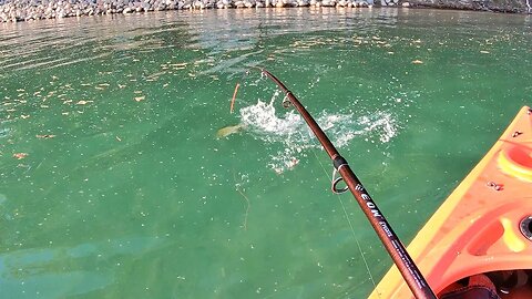 Michigan Smallmouth and Rock Bass