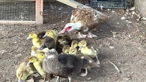 Baby Duck Adoption Day!!!