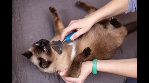 How to groom your Siamese Cat