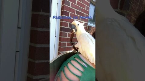 Loving the mama 🍑💜👀 #cutepets #parrot #cockatoo #shorts #birdshorts #funnyanimals #love