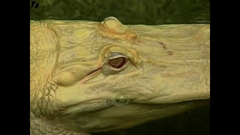 Albino Alligator