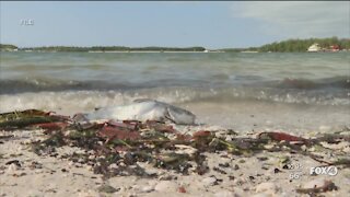 Study investigates the effects of red tide on the brain, volunteers needed