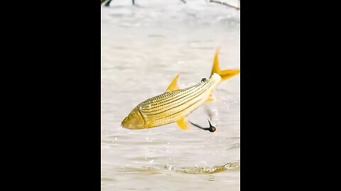 Fish hunting Birds