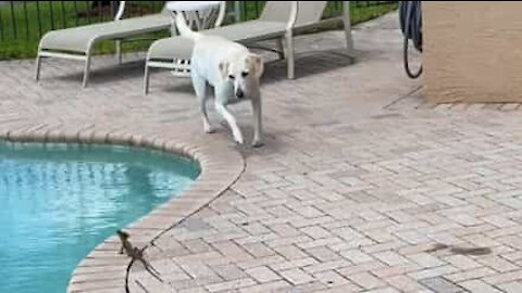 Lagarto atravessa piscina correndo para fugir de cão