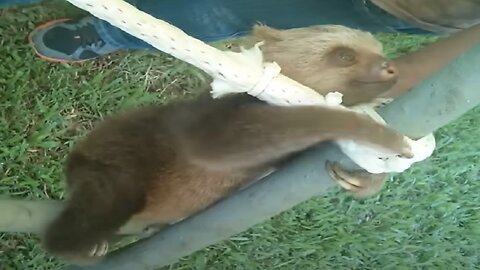 Baby Sloths funny