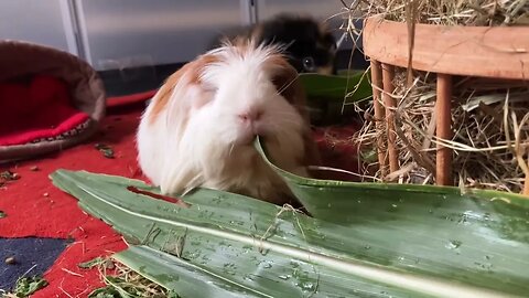 Guinea pig Fergus and his food