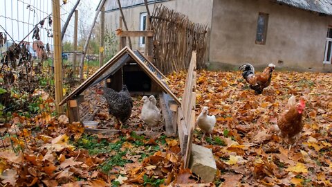 Baby Chicks are out with the Flock.