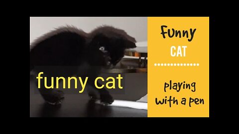 The Best Funny Cat Videos/ Funny Cats/ You Can't Watch Until The End Without Laughing