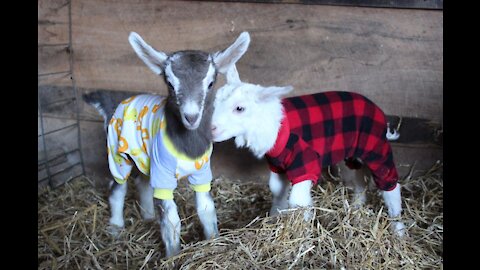 Small Amazing Goat Playing