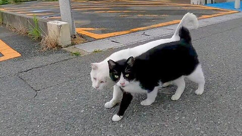 A stray cat walking side by side