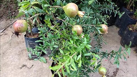 frutíferas produzindo em vaso a partir de 20,00 enviamos para todo o Brasil whatsapp 21989297468