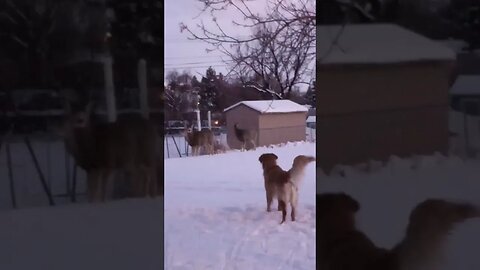 GoldenRetrievers make lots of friends..#crazyshorts