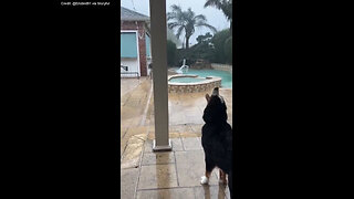 Family Dog Tries To Catch Raindrops During Hurricane