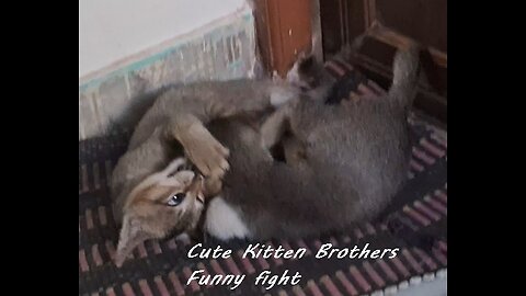 Funny Cute Kitten Brothers fight