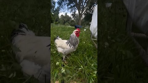 Ken the Guard Rooster playing that funky music! #chicken #turkey