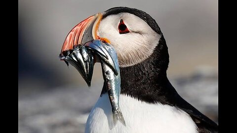 The Puffin: The Clown of the Sea🤩