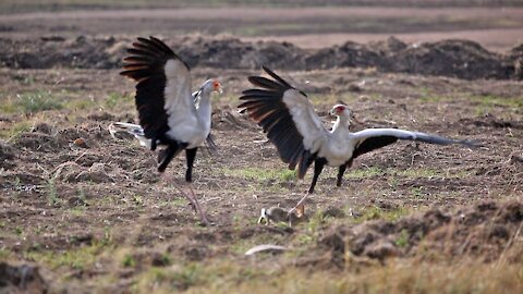 2 Secretary Birds Attack Rabbit!!!