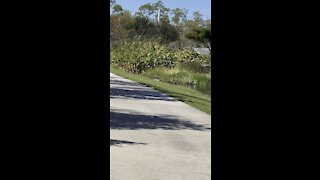 Gators in Paradise Part 1- 11/1/2021- 4K