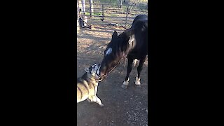 This Crazy Husky And His Horse Friend Can't Stop Kissing Each Other