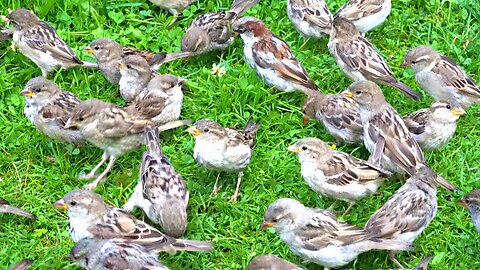 Another House Sparrow Mayhem on Green Grass, Now With More Sparrows, Grass and Chirping!