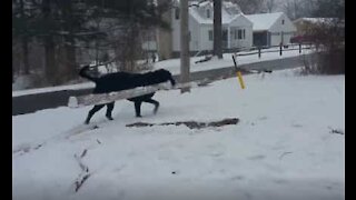 Ce labrador est pour le moins ambitieux