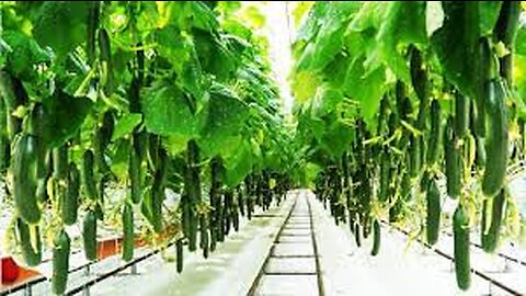 Awesome Greenhouse Cucumber Farm and Harvest - Vegetable Agriculture Technology in Greenhouse