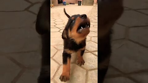 rottweiler puppy barking||dog sound #rottweiler #puppy #trending #barking #shorts