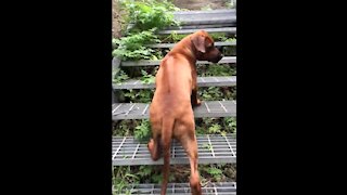 Mister Brown The Rhodesian Ridgeback; loyal even unto the steps of hell