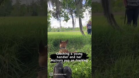 Coaching a young handler and Malinois on Tracking