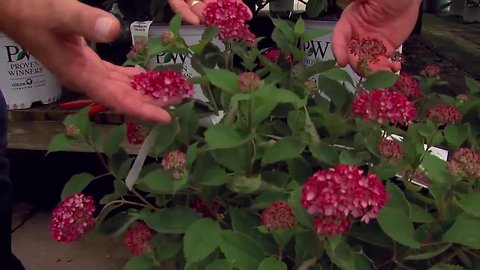 Hydrangea Arborescens