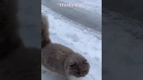 When“Husky Cat” sees the snow #shorts