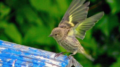 IECV NV #600 - 👀 Quick Clip Of A Beautiful Pine Siskin 🐤6-4-2018