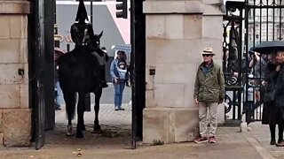 Horse and boxman #horseguardsparade