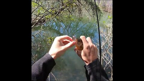 Bluegill under dense trees