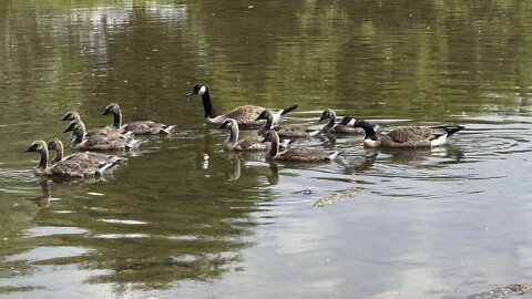 Huge clan of Canada Geese moving along