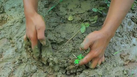 Catch a lot of eels in the ground | cook ells with peppers for eat in forest-Eating delicious-1