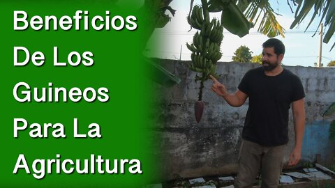 Beneficios De La Mata De Guineos Para La Agricultura Organica