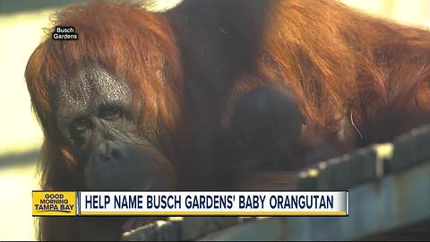 Help name Busch Gardens' baby orangutan through a Facebook poll