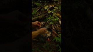 Mushroom Foraging and Cooking Dyrad's Saddle and Garlic Mustard Bushcraft Camp Recipe. #shorts