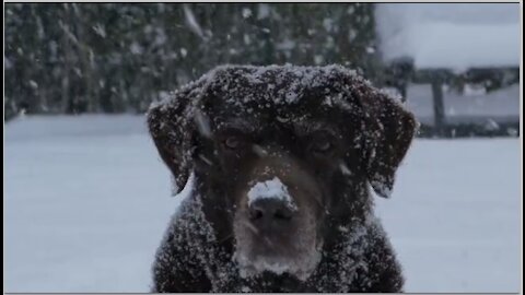 Features of this wonderful dog during snowfall on him