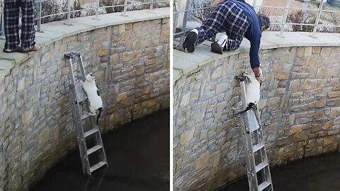 Man places ladder in river for fallen cat to climb