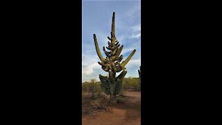 Arizona Cactus