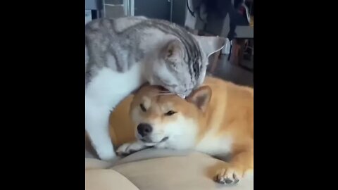 Unlikely Friendship- Astonishing Cat and Dog Duo! Short #shorts #funnymemes