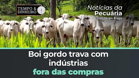 Boi gordo trava com indústrias fora das compras e baixo escoamento de carne