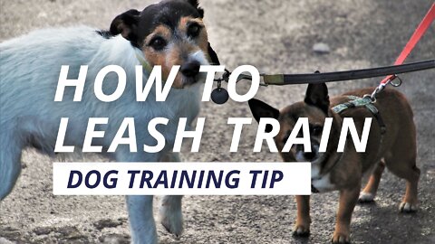 How to leash train your dog not to pull