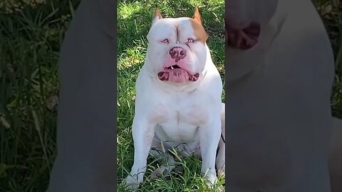 A Pitbull Named "Monster" #pitbull #viral #dog #shorts #youtube