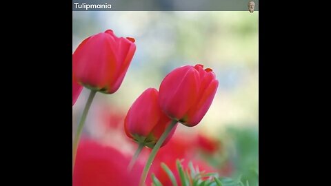 Tulipmania