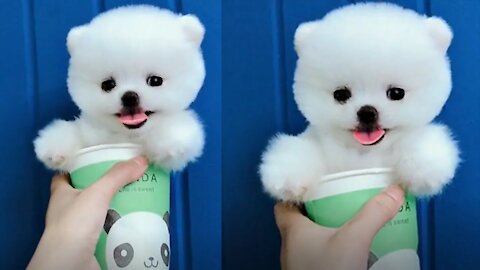 Tik Tok Puppies 🐶 Cute and Funny Dog Videos Compilation 2021